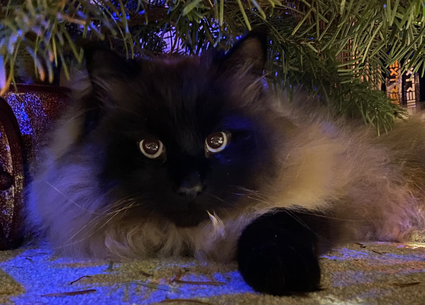 Board for owners of the most beautiful cats