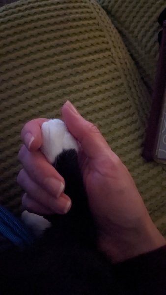 To be really unhappy at having a cat imposed on us