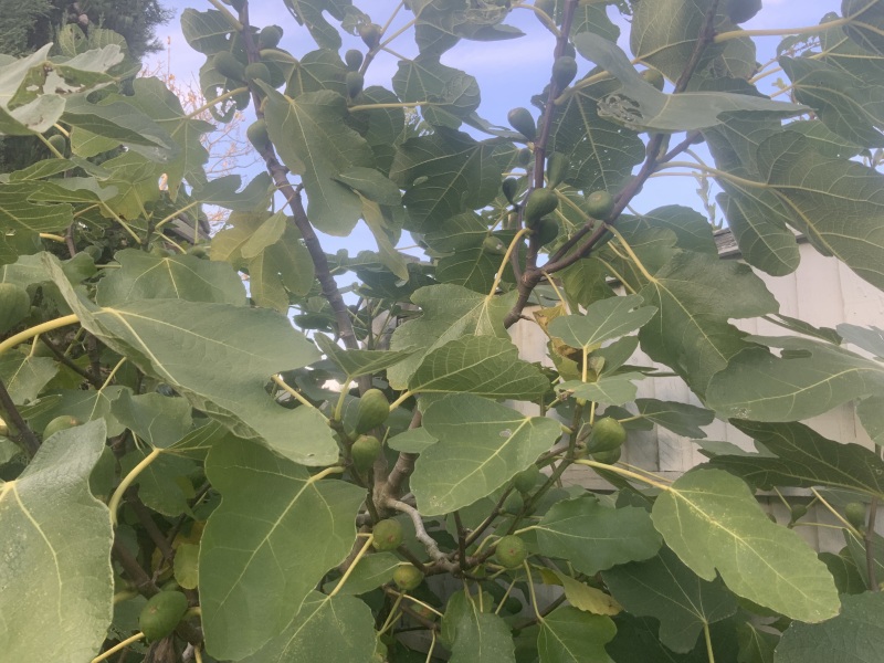 The Autumnal Christmas Chronicles Preamble - Thread 2 further ramblings