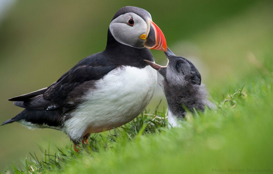Bluestockings & Orange Wellies: Welcome to the Degu Station!