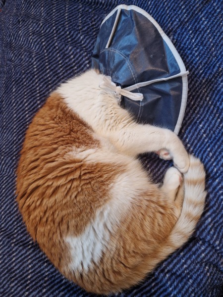 Flounders or Flouncers? The Excellent Cats continue their important debate