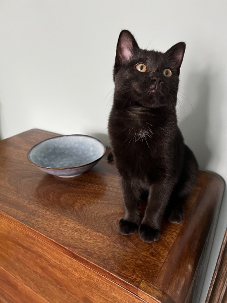 Yet, another moan about rehoming from rescue charity