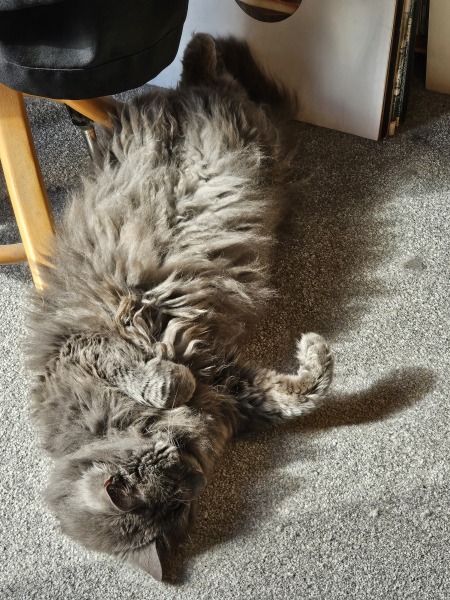 Flounders or Flouncers? The Excellent Cats continue their important debate