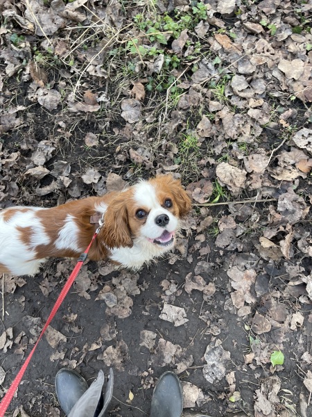 I love my little dog so much.