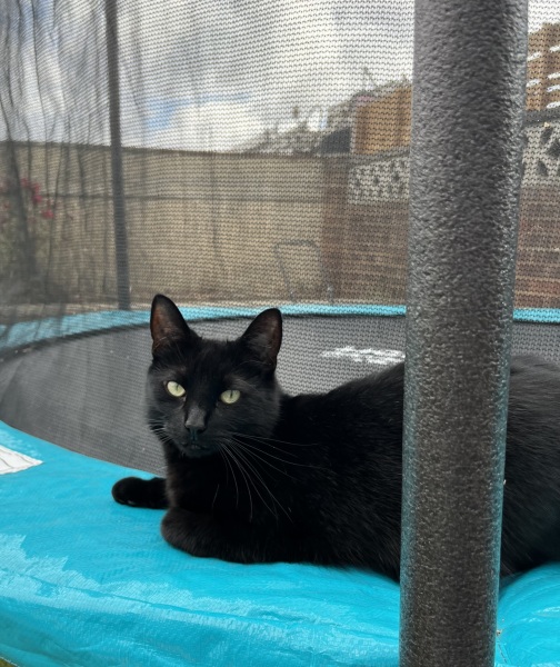 Black cat appreciation (pics please)