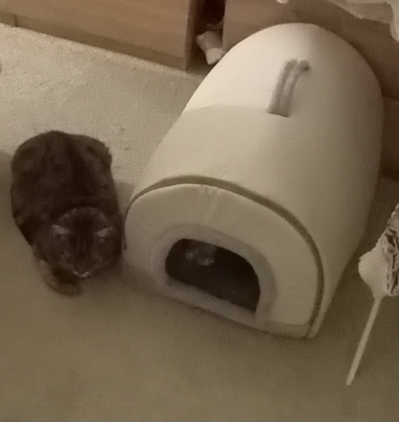 Flounders or Flouncers? The Excellent Cats continue their important debate