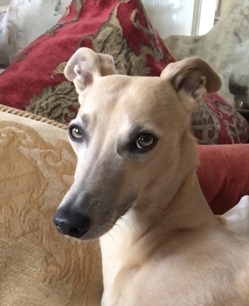 Whippet Puppy Advice?