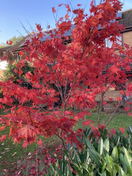 What is the name of this tree, I want one!