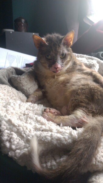 Flounders or Flouncers? The Excellent Cats continue their important debate