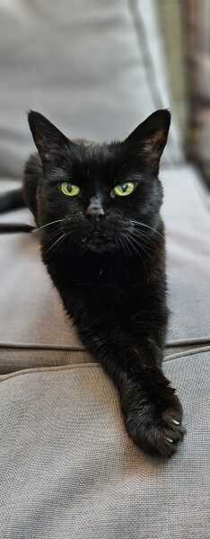 Black cat appreciation (pics please)