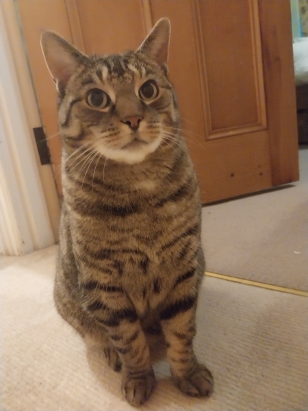 Thread 10 Starmer: First Female Chancellor delivers the Budget