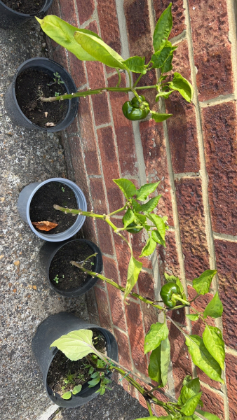 Why have my tomatoes gone like this?