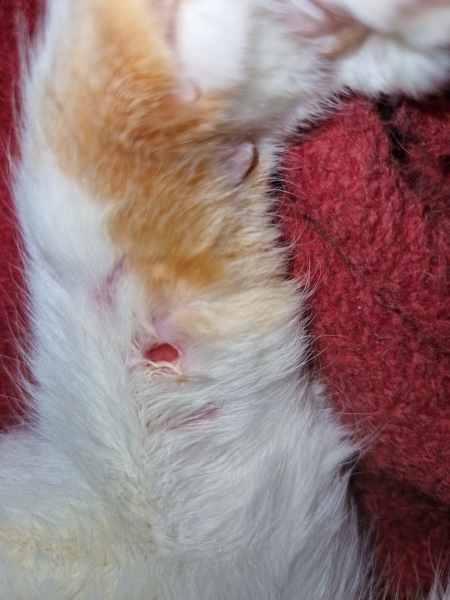 Flounders or Flouncers? The Excellent Cats continue their important debate