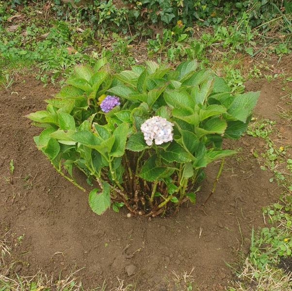 Hydrangeas!
