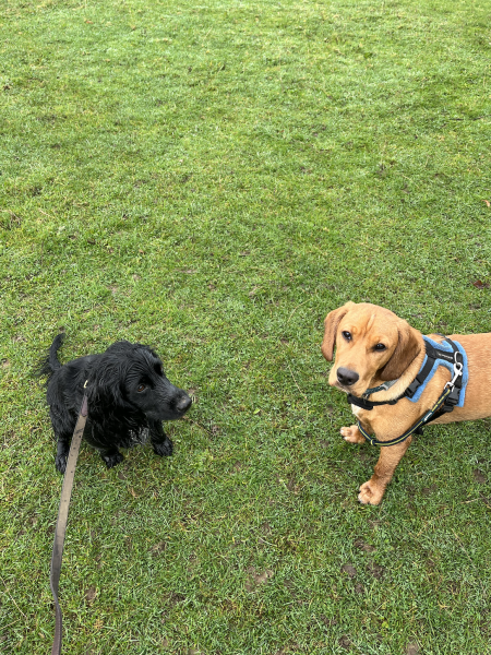 Adolescent Dog Survival...Sharing Tips & Tails