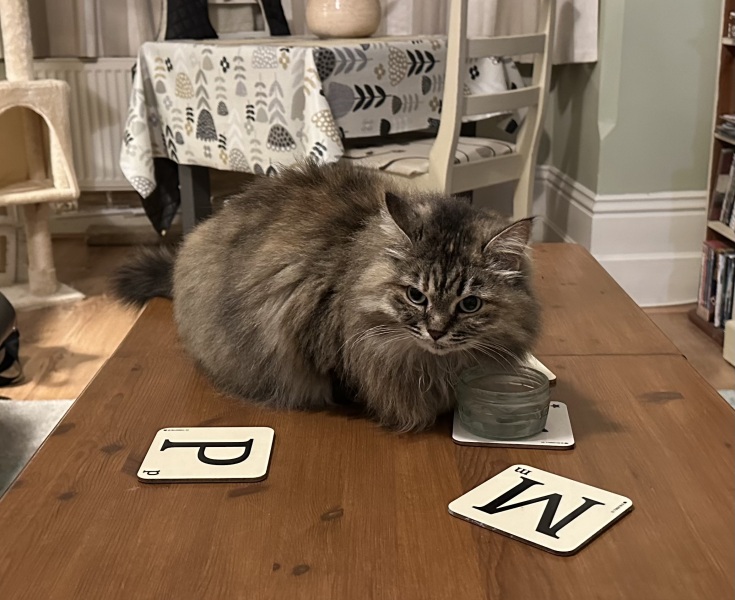 Cat sitter