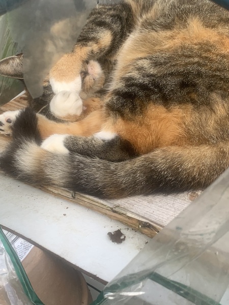 Board for owners of the most beautiful cats