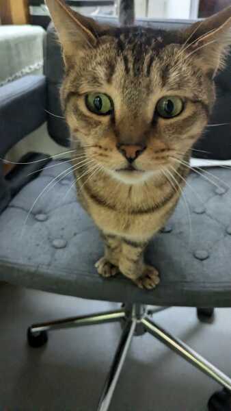 Do neutered boy cats get smellier?