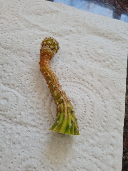 Any cactus experts about?