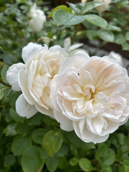 Which roses do you have?