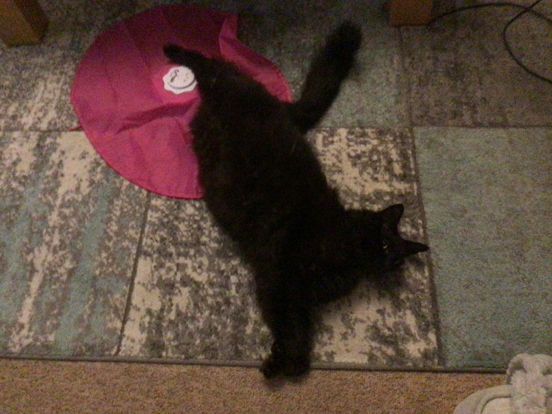 How to get a cuddly cat who loves to sit on your lap