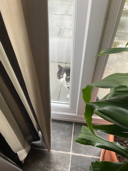 New house - what to do about cats at door?