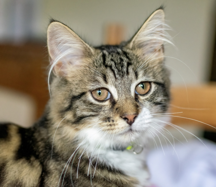 Board for owners of the most beautiful cats