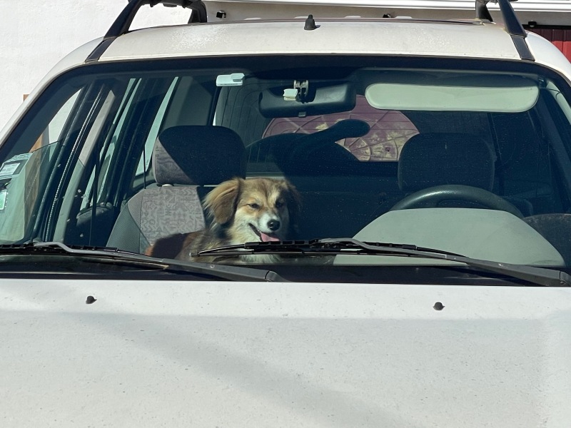 Would you/do you drive with a dog on your knee?