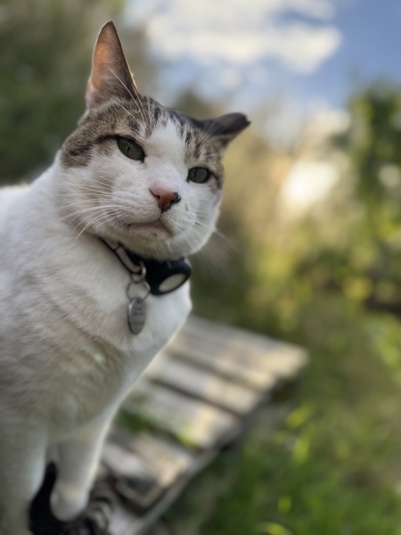 Board for owners of the most beautiful cats