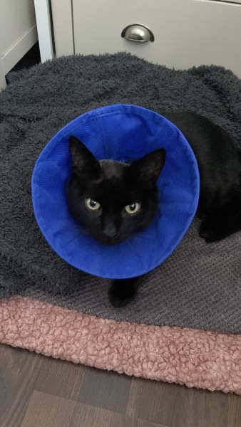 Black cat appreciation (pics please)