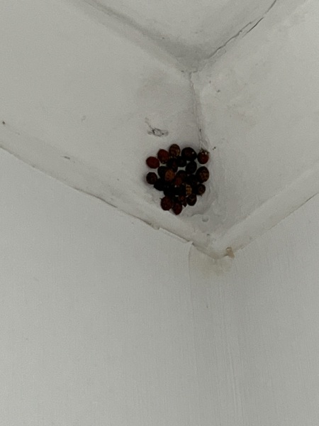 Ladybird help!! (Pic)