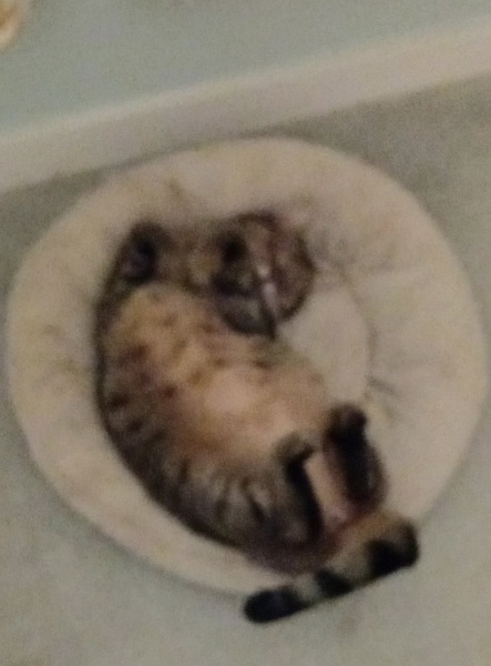 If you could have one actual conversation with your cat what would it be?