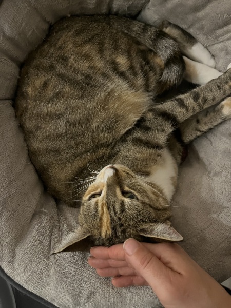 If you could have one actual conversation with your cat what would it be?