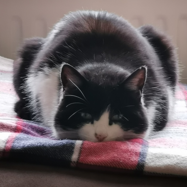 The Nigel Slater Christmas Chronicles Readalong 2024