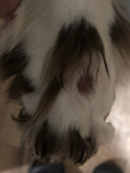 Small sore on paw