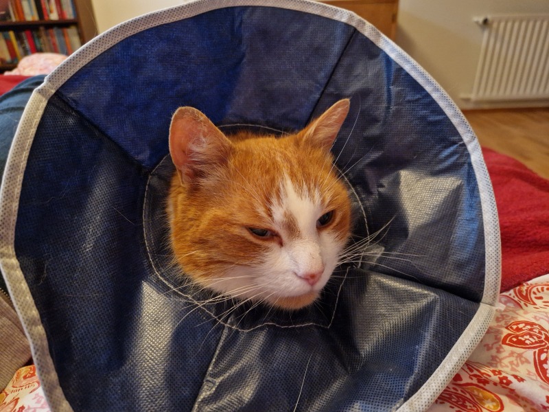 Flounders or Flouncers? The Excellent Cats continue their important debate