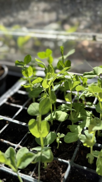 Sowing Peas in Autumn