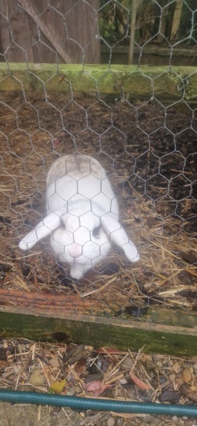 anyone with 4 or more children got a dog?