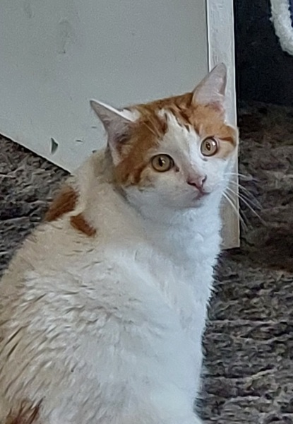 Thread 9 Starmer : Return to Westminster