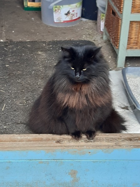 Board for owners of the most beautiful cats