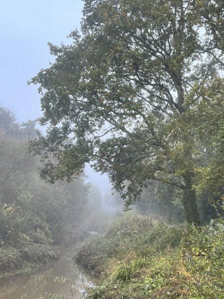 Mounjaro August starters #7