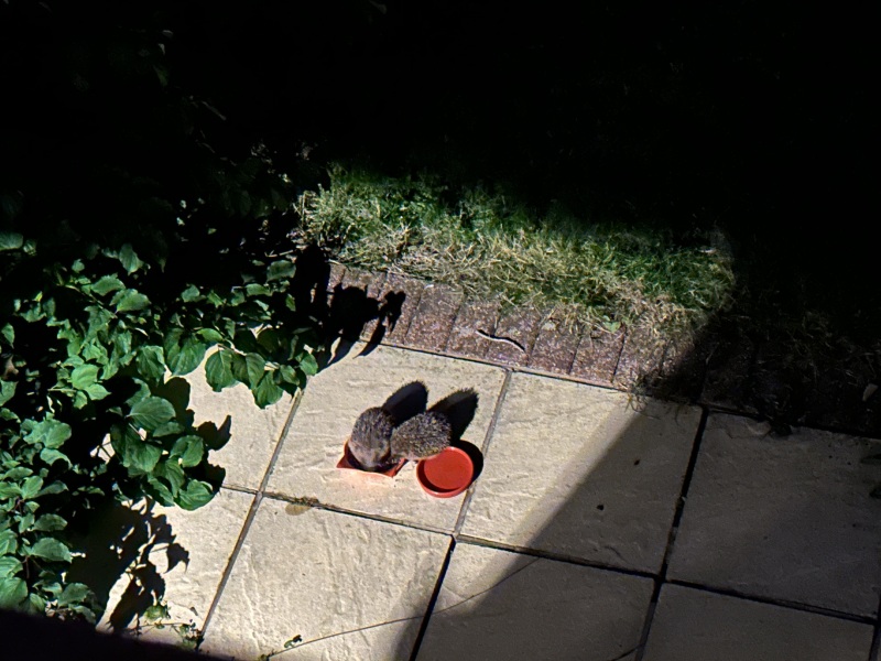 Hedgehogs
