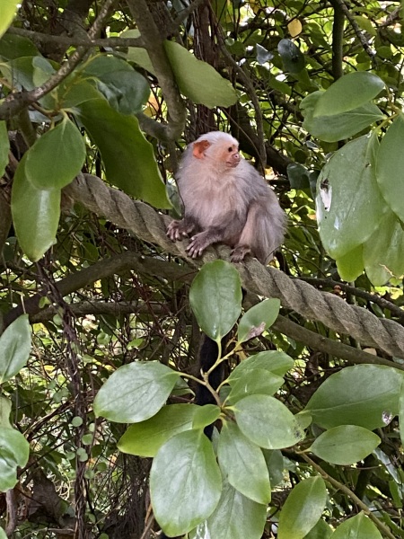 Cancer Support Thread 95 - No googling allowed 😊