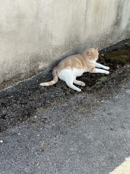 Thread 10 Starmer: First Female Chancellor delivers the Budget