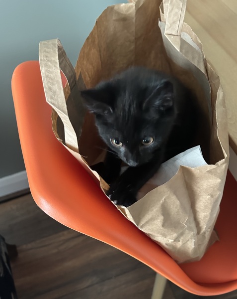 Black cat appreciation (pics please)