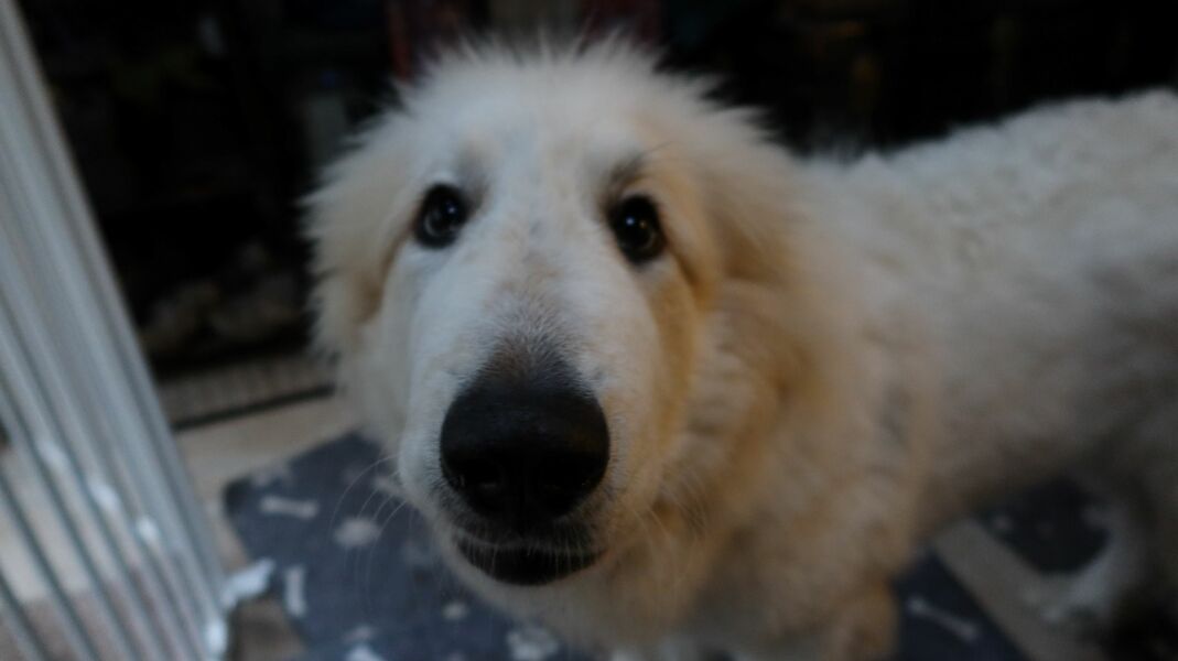 Adolescent Dog Survival...Sharing Tips & Tails