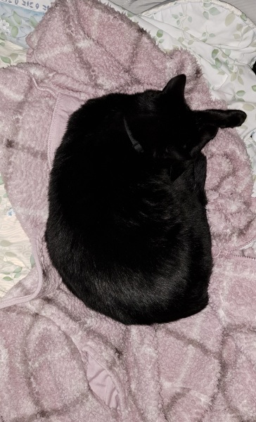 Bluestocking! The Gerbical