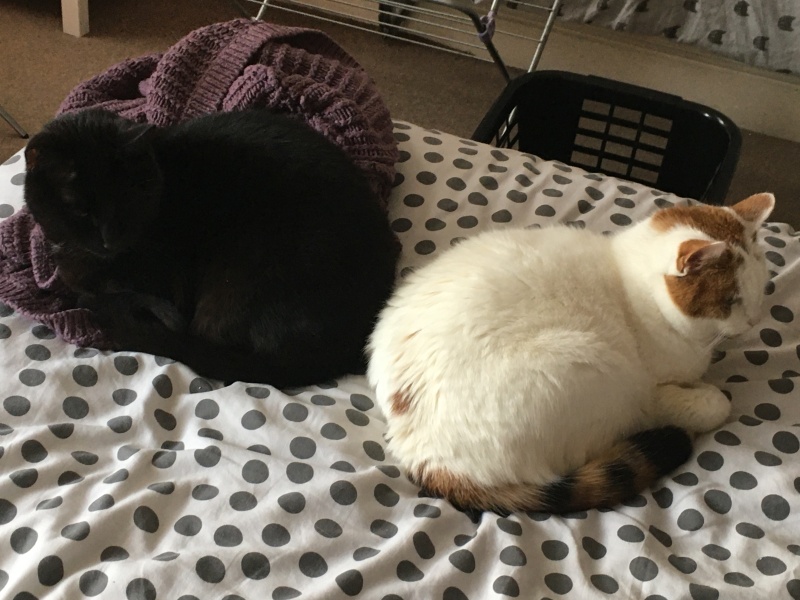 Trick or Cat Treat? The Excellent Cats do Halloween