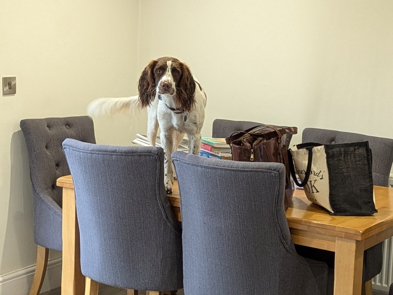 Do you regret getting your dog?