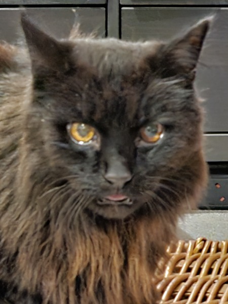 Flounders or Flouncers? The Excellent Cats continue their important debate